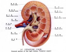 ��������ʳ�ܽ�����ʯ